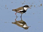 Red-kneed dotterel. Adult. Broome, September 2015. Image © Duncan Watson by Duncan Watson.