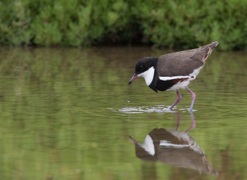 Red-kneed dotterel. Adult. Western Treatment Plant, Werribee, Victoria, Australia, November 2009. Image © Sonja Ross by Sonja Ross.