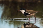 Red-kneed dotterel. Adult. Kedron Brook Wetlands, Queensland, January 2018. Image © Oscar Thomas by Oscar Thomas.