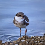 Red-kneed dotterel. Immature. Western Treatment Plant, Werribee, Victoria, July 2009. Image © John Stirling 2010 birdlifephotography.org.au by John Stirling.