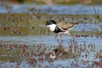 Red-kneed dotterel. Adult. Bowra - near Cunnamulla, Queensland, Australia, August 2019. Image © Mark Lethlean by Mark Lethlean.