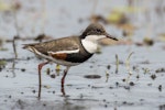 Red-kneed dotterel. Immature. Garnet's Lagoon, Hervey Bay, Queensland, August 2018. Image © Terence Alexander 2018 birdlifephotography.org.au by Terence Alexander.