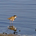 Red-kneed dotterel. Immature. Australia, October 2011. Image © Dick Jenkin by Dick Jenkin.