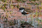 Red-kneed dotterel. Adult. Western Treatment Plant, Victoria, Australia, November 2017. Image © Mark Lethlean by Mark Lethlean.