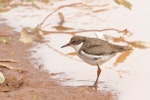 Red-kneed dotterel. Juvenile. Coomeroo Pool, Carnarvon, Western Australia, November 2018. Image © Les George 2019 birdlifephotography.org.au by Les George.