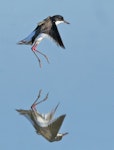 Red-kneed dotterel. Adult in flight. Jerrabomberra Wetlands Nature Reserve, Australian Capital Territory, March 2018. Image © Con Boekel 2018 birdlifephotography.org.au by Con Boekel.