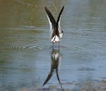 Red-kneed dotterel. Adult with wings raised. Corop, Victoria, November 2011. Image © Murray Chambers 2011 birdlifephotography.org.au by Murray Chambers.