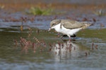 Red-kneed dotterel. Juvenile. Bowra - near Cunnamulla, Queensland, Australia, August 2019. Image © Mark Lethlean by Mark Lethlean.