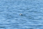 Red-kneed dotterel. Adult in flight. Alice Springs Wastewater Ponds, September 2015. Image © Alan Tennyson by Alan Tennyson.