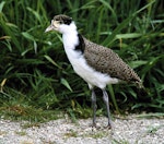 Spur-winged plover. Juvenile in captivity. Bird Rescue Wanganui, September 1995. Image © Ormond Torr by Ormond Torr.