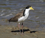 Spur-winged plover. Immature. Wanganui, January 2013. Image © Ormond Torr by Ormond Torr.