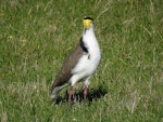 Spur-winged plover. Adult. Springlands, Blenheim, March 2017. Image © Bill Cash by Bill Cash.