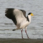 Spur-winged plover. Adult with wings raised showing wing spurs. Wanganui, March 2008. Image © Ormond Torr by Ormond Torr.