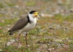 Spur-winged plover. Adult calling aggressively, showing wing spurs. Palmerston North, September 2009. Image © Phil Battley by Phil Battley.