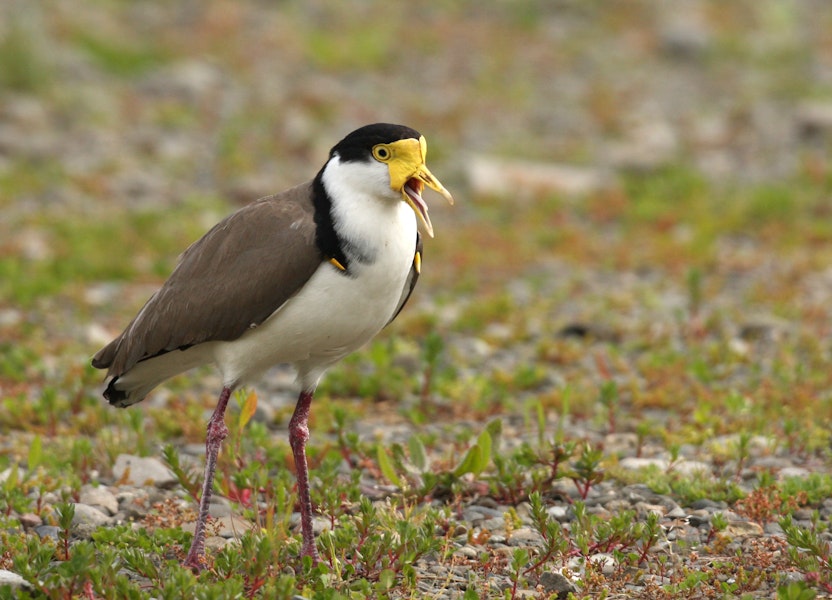 Spur-winged plover. Adult calling aggressively, showing wing spurs. Palmerston North, September 2009. Image © Phil Battley by Phil Battley.