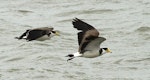 Spur-winged plover. Immature (left) and adult in flight. Wanganui, October 2010. Image © Ormond Torr by Ormond Torr.