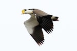 Spur-winged plover. Adult in flight showing wing spurs. Wanganui, June 2012. Image © Ormond Torr by Ormond Torr.