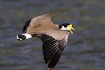 Spur-winged plover. Dorsal view of adult in flight. Wanganui, January 2013. Image © Ormond Torr by Ormond Torr.