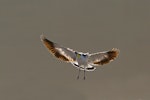 Spur-winged plover. Flying, ventral aspect. Tomahawk lagoon, Dunedin, April 2013. Image © Glenda Rees by Glenda Rees.