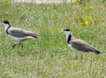 Spur-winged plover. Fledgling with adult. Renwick, December 2012. Image © Alan Tennyson by Alan Tennyson.