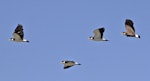 Spur-winged plover. Adults flying. Boulder Bank, Nelson, September 2015. Image © Rebecca Bowater by Rebecca Bowater FPSNZ AFIAP.