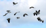 Spur-winged plover. Flock in flight. Wanganui, October 2008. Image © Ormond Torr by Ormond Torr.