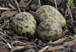 Spur-winged plover. Three eggs in a nest. Travis Wetland, Christchurch, August 2012. Image © Grahame Bell by Grahame Bell.