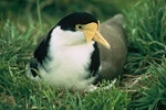 Spur-winged plover. Adult on nest. Waituna Wetlands Scientific Reserve, January 1970. Image © Department of Conservation (image ref: 10048686) by Department of Conservation.