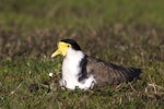 Spur-winged plover. Adult on nest. Western Springs, June 2018. Image © Oscar Thomas by Oscar Thomas.