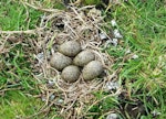 Spur-winged plover. Nest with 5 eggs (unusually large clutch). Ambury Regional Park, Auckland, August 2015. Image © Jacqui Geux by Jacqui Geux.