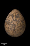 Spur-winged plover. Egg 46.3 x 34.9 mm (NMNZ OR.018754, collected by Max Falconer). Paekakariki, October 1975. Image © Te Papa by Jean-Claude Stahl.