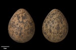 Spur-winged plover. Clutch (NMNZ OR.018754, collected by Max Falconer). Paekakariki, October 1975. Image © Te Papa by Jean-Claude Stahl.