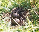 Spur-winged plover. Nest with 2 eggs and a young chick. Waikato, October 2005. Image © Joke Baars by Joke Baars.