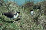 Spur-winged plover. Pair at nest containing eggs and chick. Cass River, McKenzie basin, September 1977. Image © Department of Conservation (image ref: 10031016) by Dick Veitch, Department of Conservation.