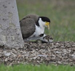 Spur-winged plover. Parent, chick and remaining two eggs. Flat Bush, Auckland, July 2014. Image © Marie-Louise Myburgh by Marie-Louise Myburgh.