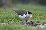 Spur-winged plover. Adult at nest with egg and chicks. Palmerston North golf course, July 2007. Image © Peter Gill by Peter Gill.