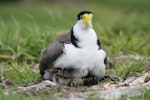 Spur-winged plover. Adult brooding chicks at nest with egg. Palmerston North golf course, July 2007. Image © Peter Gill by Peter Gill.