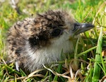 Spur-winged plover. Close view of chick. Mauao, Mt Maunganui, October 2010. Image © Grahame Bell by Grahame Bell.