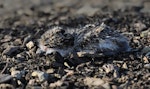 Spur-winged plover. Newly hatched chick. Flat Bush, Auckland, July 2014. Image © Marie-Louise Myburgh by Marie-Louise Myburgh.