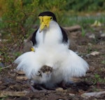 Spur-winged plover. Adult brooding chick. Travis Wetland, Christchurch, August 2012. Image © Grahame Bell by Grahame Bell.