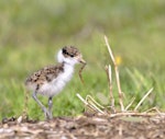 Spur-winged plover. Chick foraging. Flat Bush, Auckland, July 2014. Image © Marie-Louise Myburgh by Marie-Louise Myburgh.