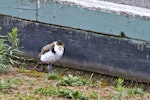 Spur-winged plover. Seven-week-old chick. Tauranga, September 2011. Image © Raewyn Adams by Raewyn Adams.