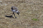 Spur-winged plover. Four-week-old chick. Tauranga, August 2011. Image © Raewyn Adams by Raewyn Adams.