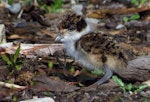 Spur-winged plover. Chick. Travis Wetland, Christchurch, August 2012. Image © Grahame Bell by Grahame Bell.