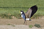 Spur-winged plover. Adult landing. Tauranga, August 2011. Image © Raewyn Adams by Raewyn Adams.