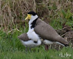 Spur-winged plover. Large chick attempting to be brooded. Flat Bush, Auckland, July 2018. Image © Marie-Louise Myburgh by Marie-Louise Myburgh.