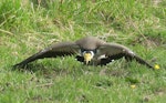 Spur-winged plover. Adult performing distraction display. Shannon Cemetry, August 2021. Image © Alan Tennyson by Alan Tennyson.