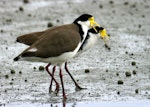 Spur-winged plover. Two adults. Manawatu River estuary, July 2009. Image © Alex Scott by Alex Scott.