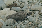 Spur-winged plover. Juvenile hiding. Whitestone River, Te Anau, September 1975. Image © Department of Conservation (image ref: 10031250) by Rod Morris, Department of Conservation.