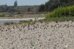 Spur-winged plover. Flock on riverbed. Ashley River, Canterbury, February 2011. Image © Peter Reese by Peter Reese.